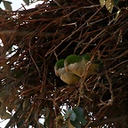 Zoo de Barcelona 23-01-11 179