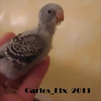 7 pollo   8-5-2011