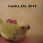 1 pollo (2)  8-5-2011