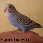 2 pollo  8-5-2011