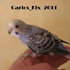 3 pollo  8-5-2011