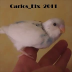 5 pollo  8-5-2011