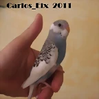 1 pollo  8-5-2011