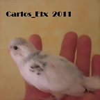 6 pollo  8-5-2011