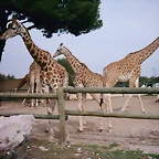 Zoo la Barben 26-06-05 (86)