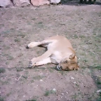 Zoo la Barben 26-06-05 (43)