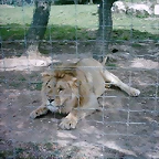 Zoo la Barben 26-06-05 (37)