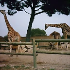 Zoo la Barben 26-06-05 (75)
