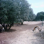 Zoo la Barben 26-06-05 (56)