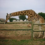 Zoo la Barben 26-06-05 (64)