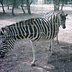 Zoo la Barben 26-06-05 (47)
