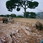Zoo la Barben 26-06-05 (13)