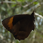 Parapedalioides parepa 3 (7-10-23 Bioparque Amaru)