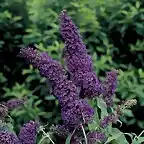 Buddleja-davidii-Black-Knight3-300x300