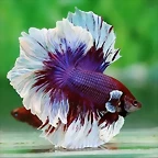 Betta Feather Tail