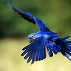 hyacinth-macaw-1