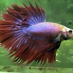 Betta splendens var. Halfsun