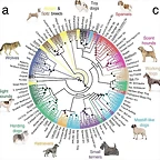 Ecologiablog_cuadroevolutivoperros_02