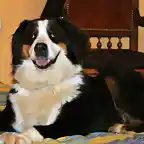 un perro feliz