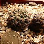 Sulcorebutia