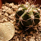 Melocactus