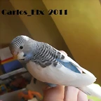 1 pollo 2-3-11 (1)