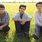 jonas brothers