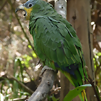 Amazona amazonica 3