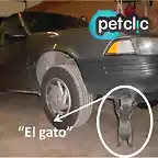 foto_gato_mecanico 1