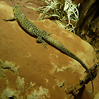 Varanus acanthurus 2 (16-9-21 Tiergarten Sch?nbrunn)