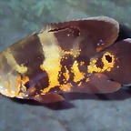 Astronotus ocellatus