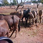 PIC04796