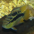 Cichlasoma salvini