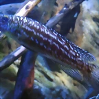 Lepidiolamprologus nkambae (24-3-15 Loro Parque, det yo)