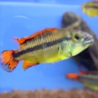 Apistogramma cacatuoides 2