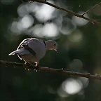 Zoo de Barcelona 09-02-11 261