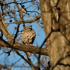 Zoo de Barcelona 09-02-11 207
