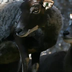 Zoo de Barcelona 09-02-11 502