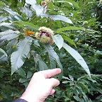 DSCN5305