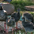 Zoo de Barcelona 17-06-11 i 27-06-11 147