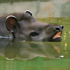 Zoo de Barcelona 17-06-11 i 27-06-11 115