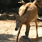 Zoo de Barcelona 17-06-11 i 27-06-11 033