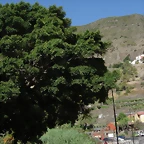 DSCN7285