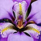 Douglas Iris