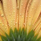 Droplets