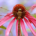 Dragonfly on a Coneflower, Washington