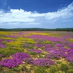 Dew Flowers, Eastern Cape, South Africa