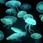 Drifters, Jellyfish