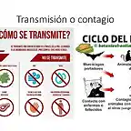 Transmisi?n-ebola-III