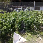 21082010622
